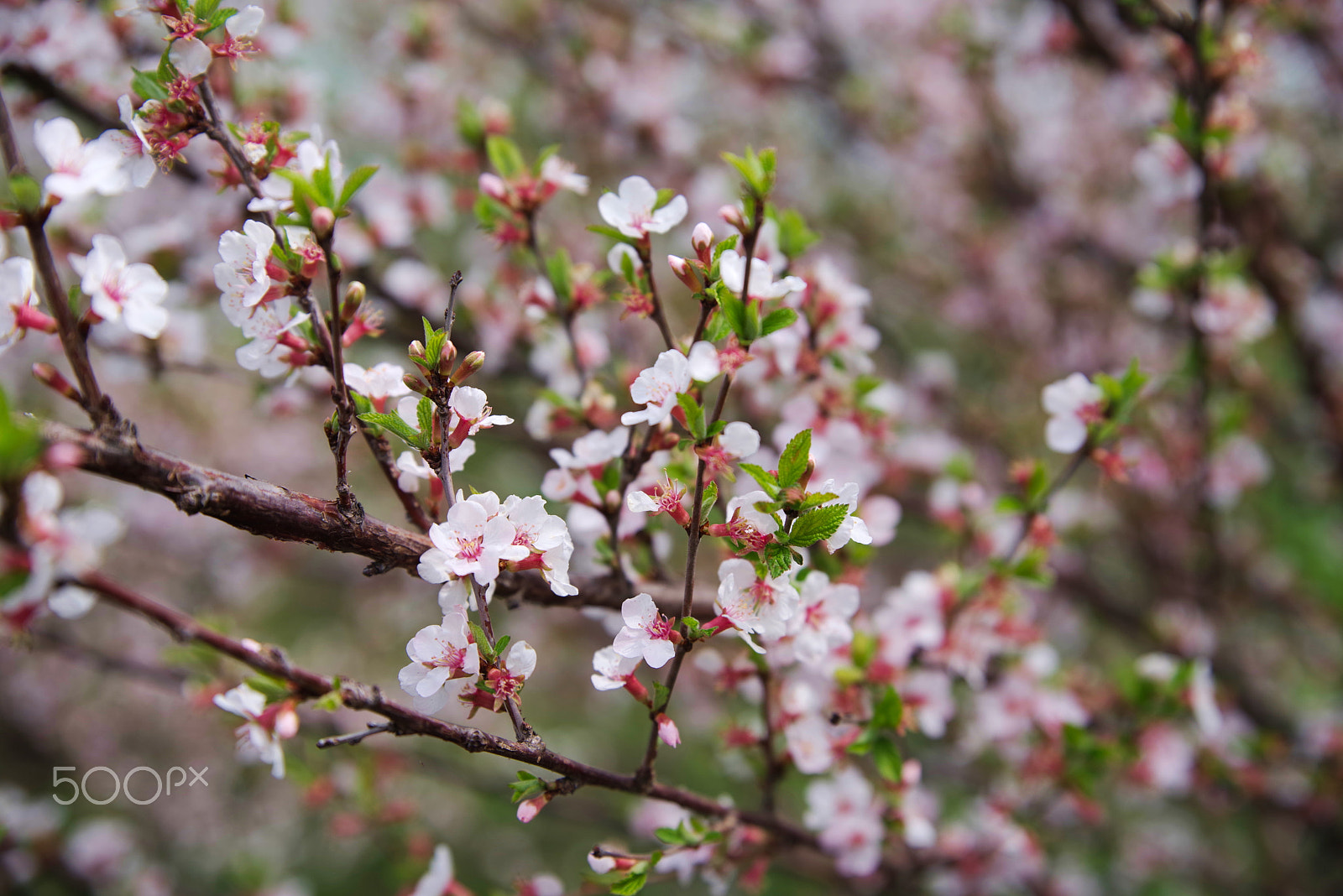 HD Pentax D FA 24-70mm F2.8 ED SDM WR sample photo. Springtime photography