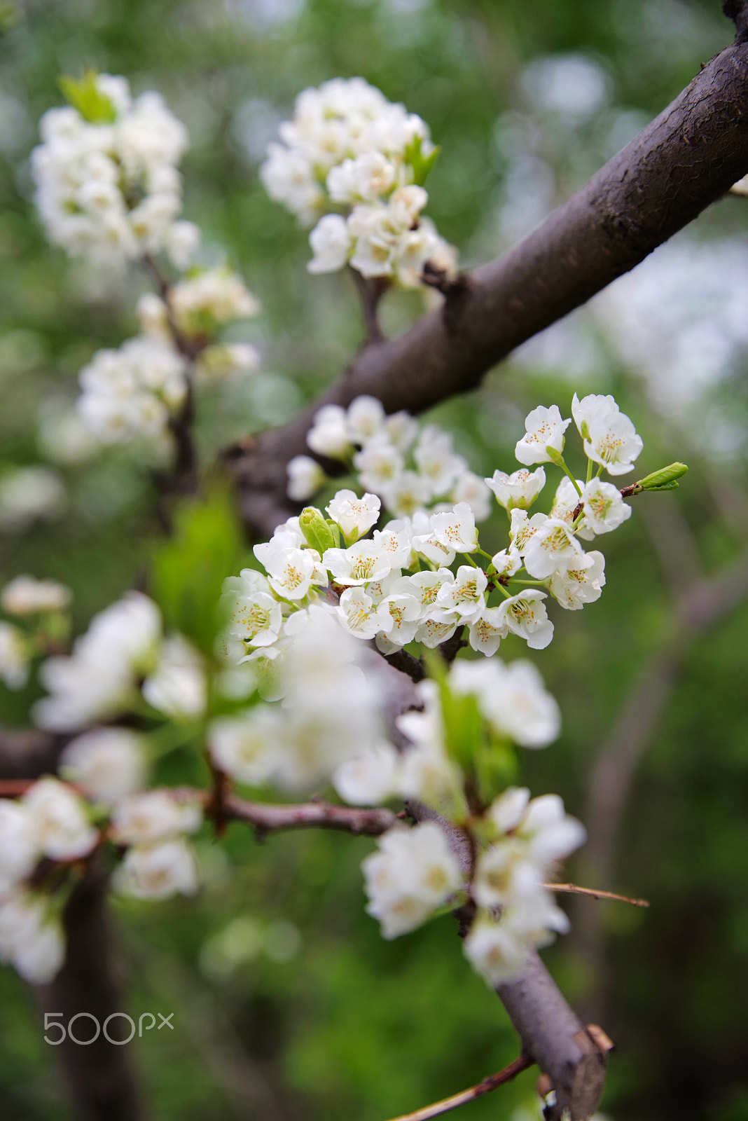 HD Pentax D FA 24-70mm F2.8 ED SDM WR sample photo. Springtime photography