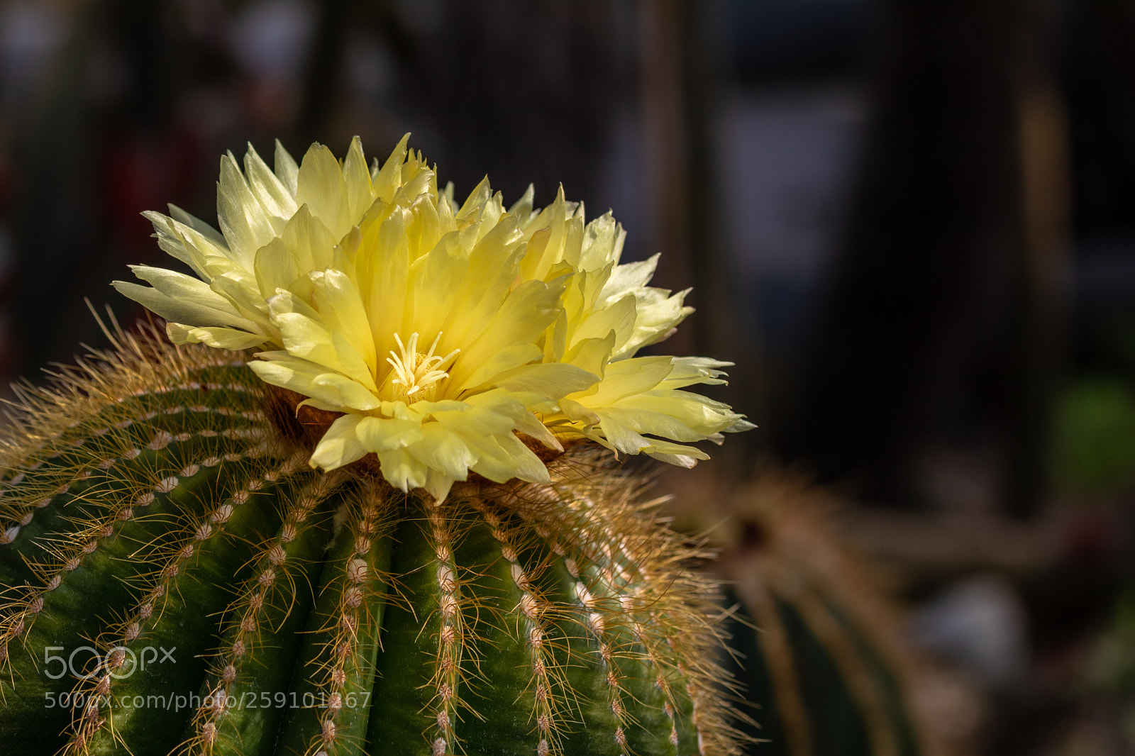 Canon EOS 80D sample photo. Kaktusblüte photography