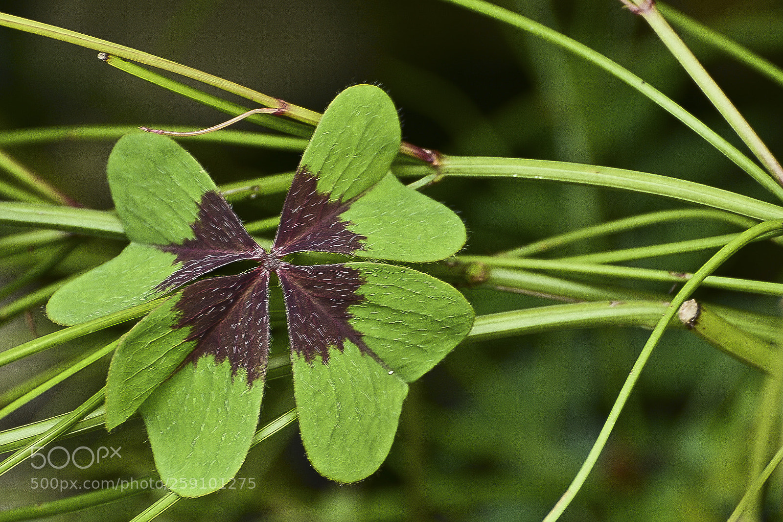 Nikon D7100 sample photo. Natureza verde. photography