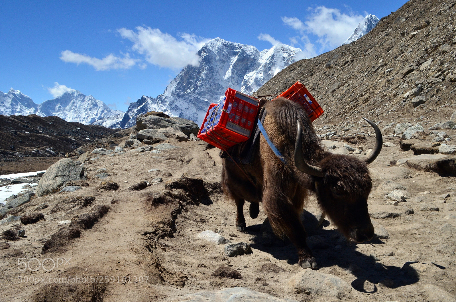 Nikon D5100 sample photo. Yak near gorak shep photography