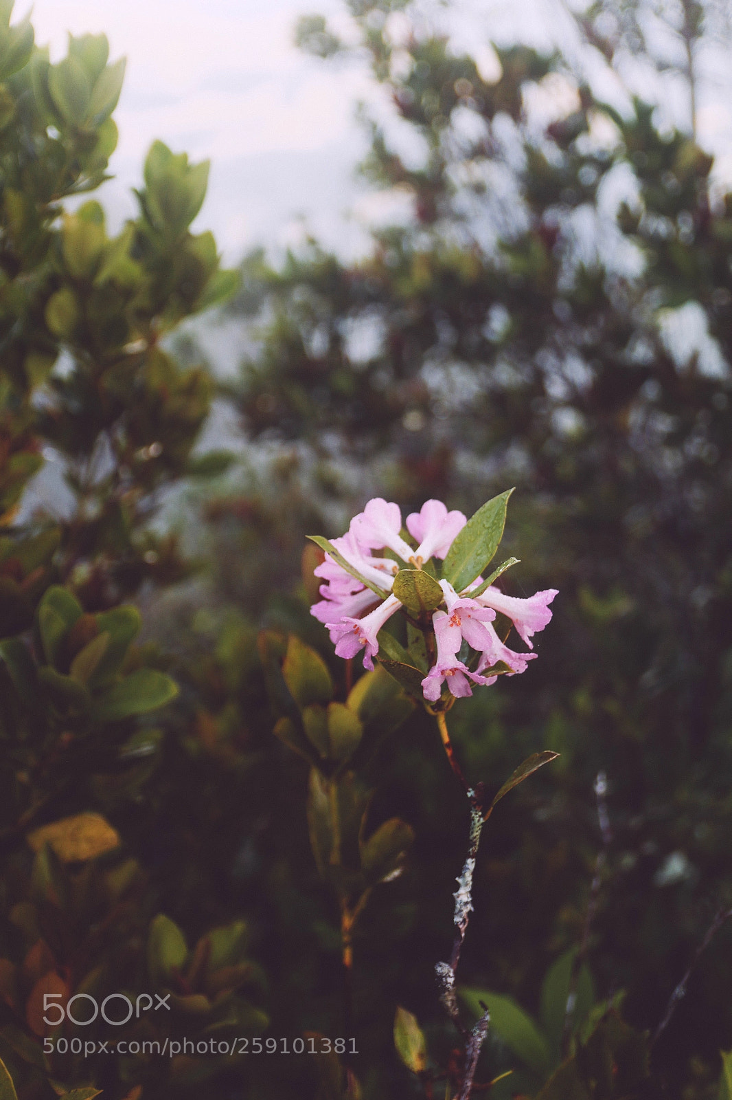 Canon EOS 70D sample photo. Untitled photography