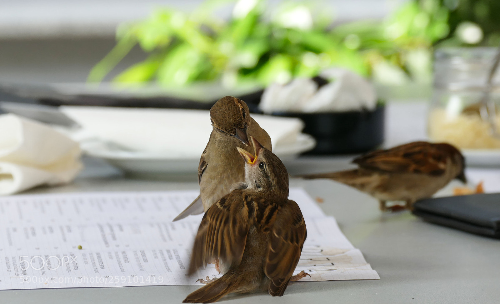 Panasonic Lumix DMC-FZ1000 sample photo. Hungry for love feed photography