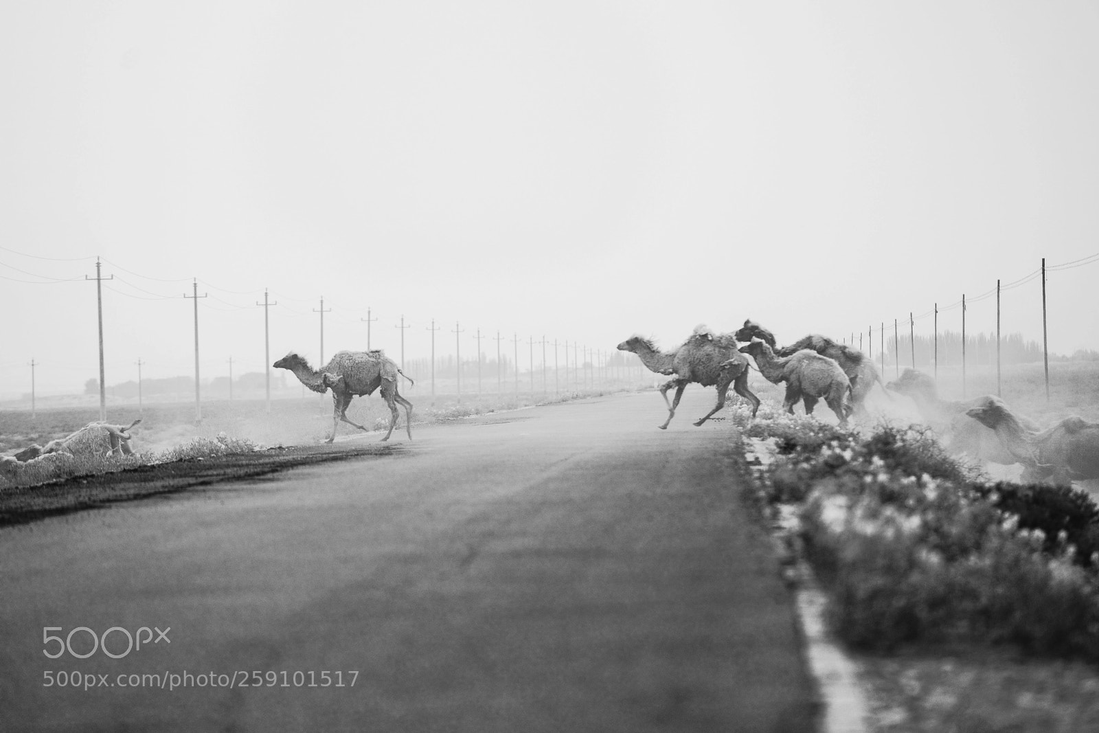 Sony a7R II sample photo. Crossing photography