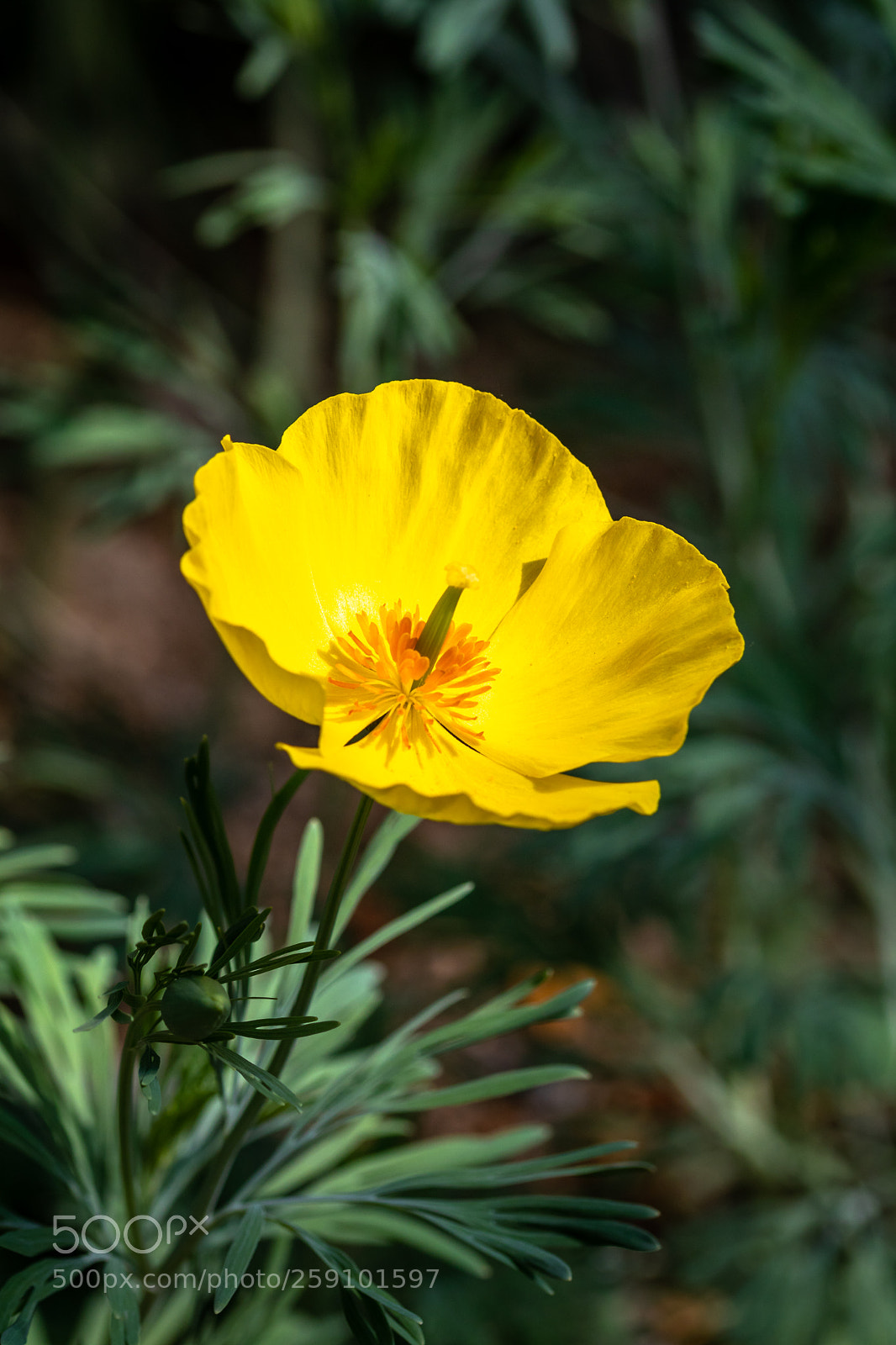 Canon EOS 80D sample photo. Yellow flower photography