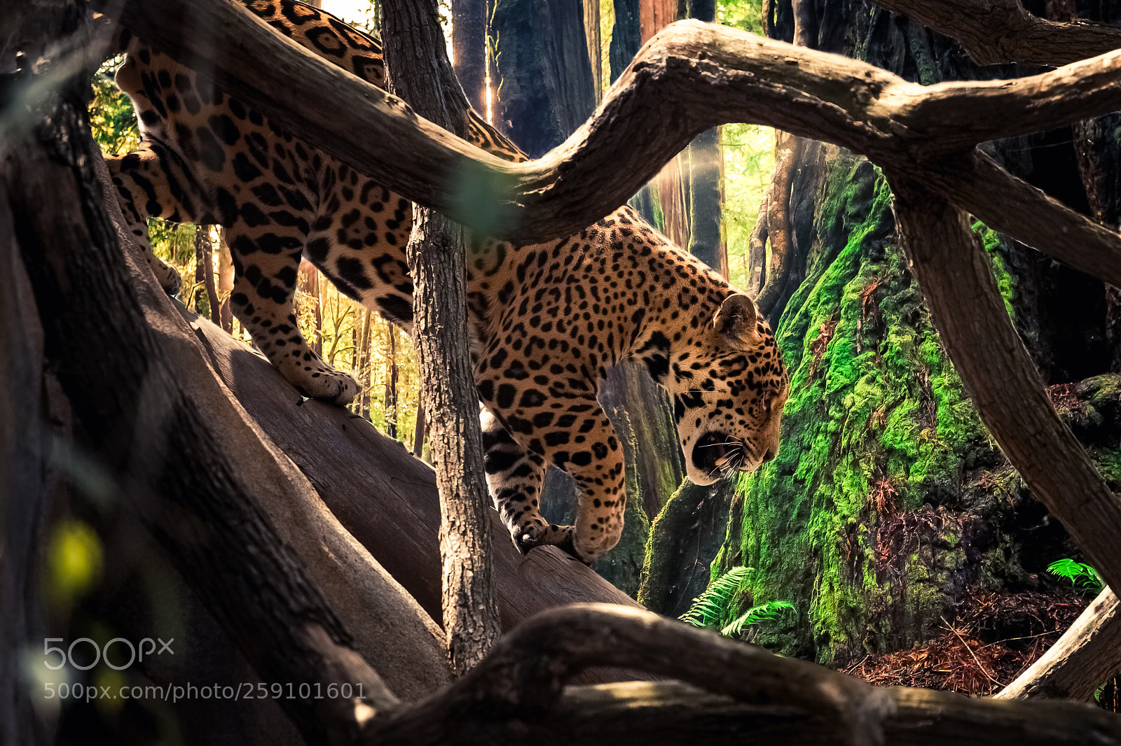 Canon EOS 6D sample photo. Jaguar in the forest photography