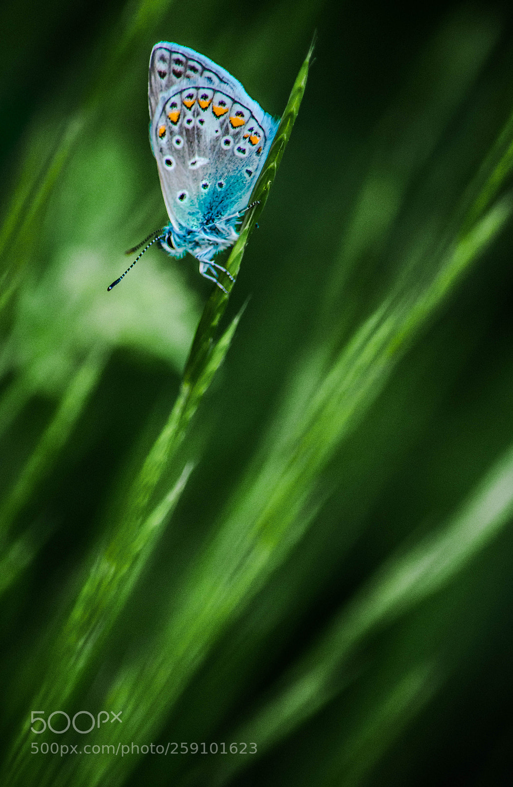 Nikon D7100 sample photo. Fauna evening friend photography