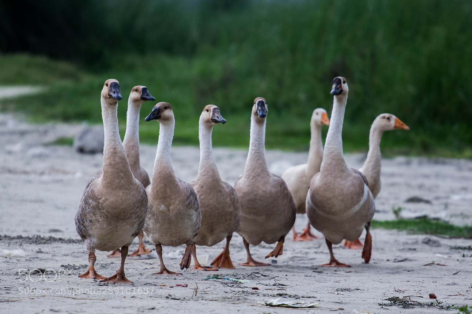 Canon EOS 60D sample photo. Goose photography