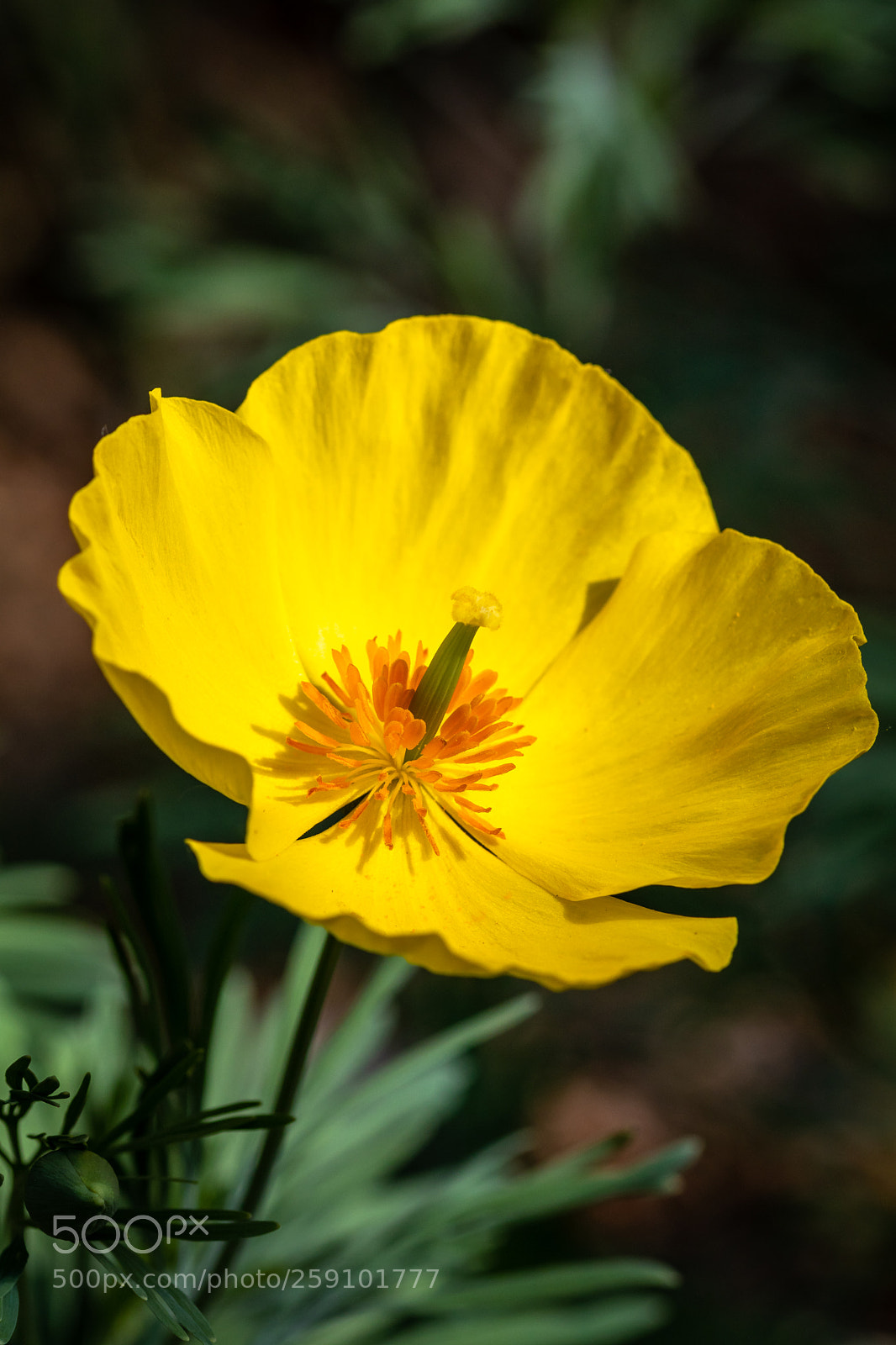 Canon EOS 80D sample photo. Yellow flower photography