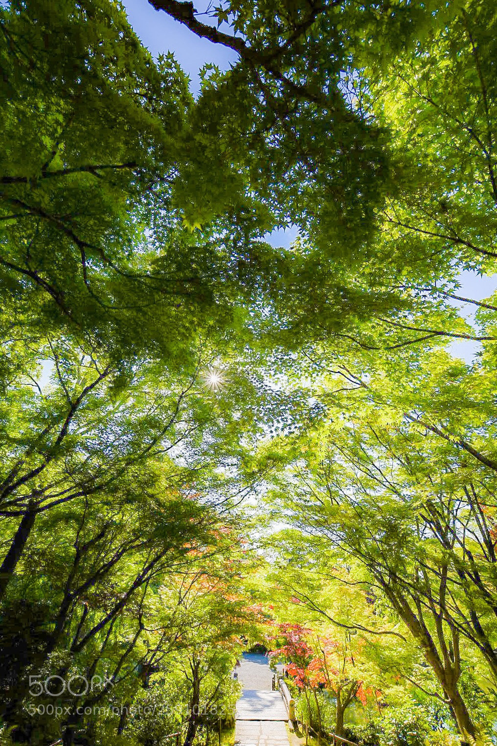 Nikon D7200 sample photo. 永観堂禅林寺 photography