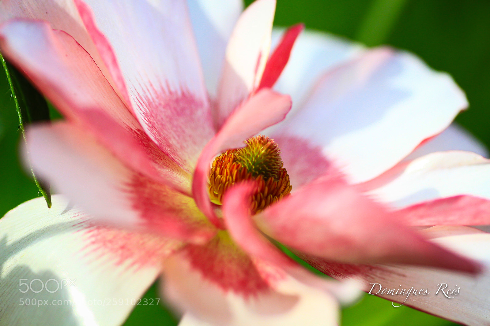 Canon EOS 7D sample photo. Vida photography