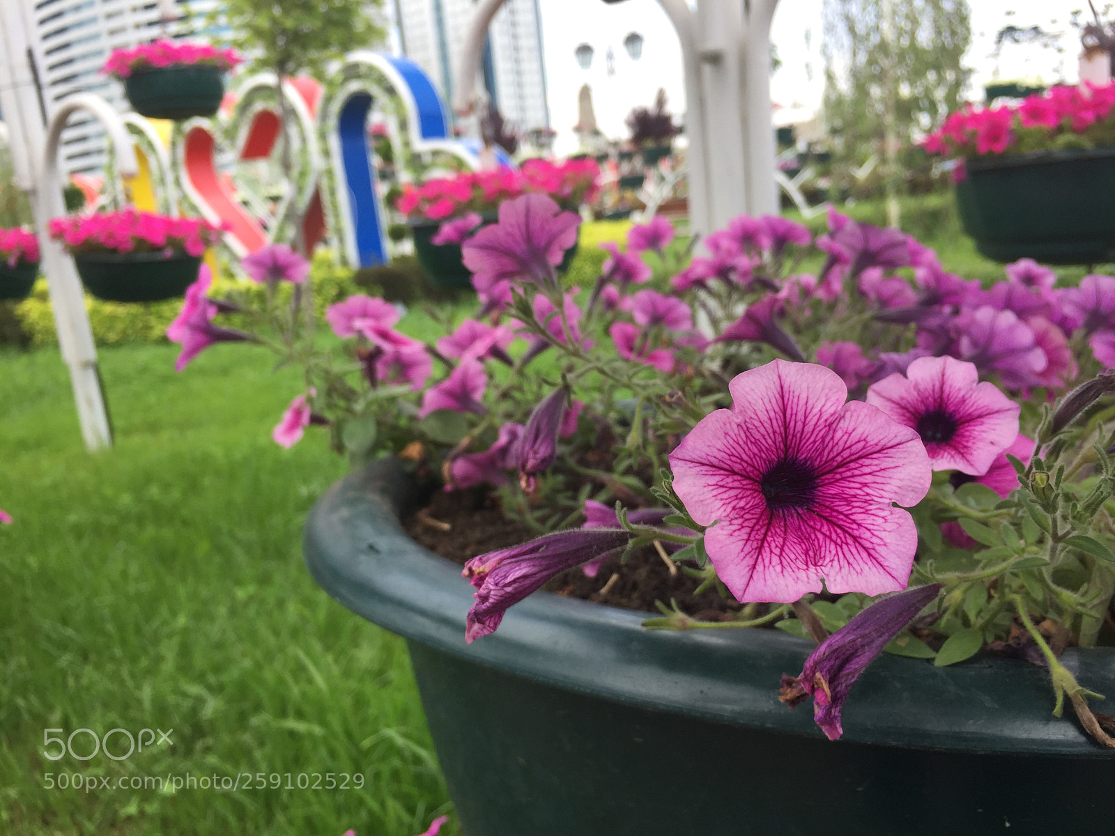 Apple iPhone 6 sample photo. Untitled photography