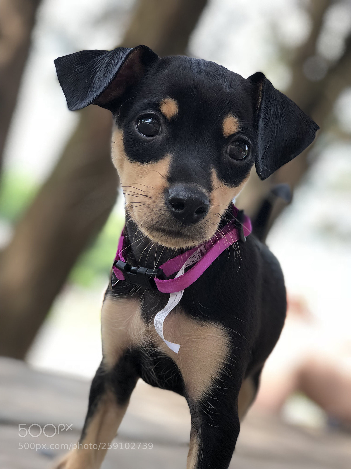 Apple iPhone 8 Plus sample photo. Don t let her photography