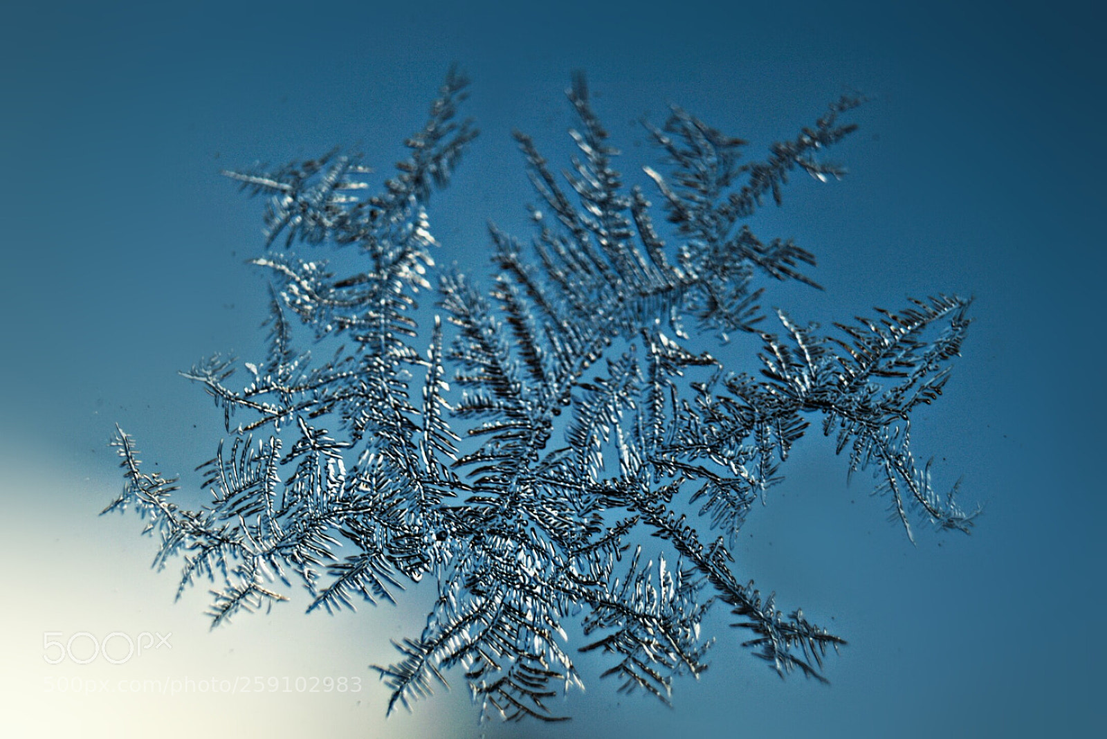Nikon D3300 sample photo. Frozen photography