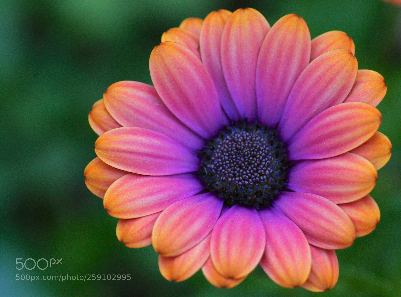 Canon EOS 7D sample photo. Sale price annual photography