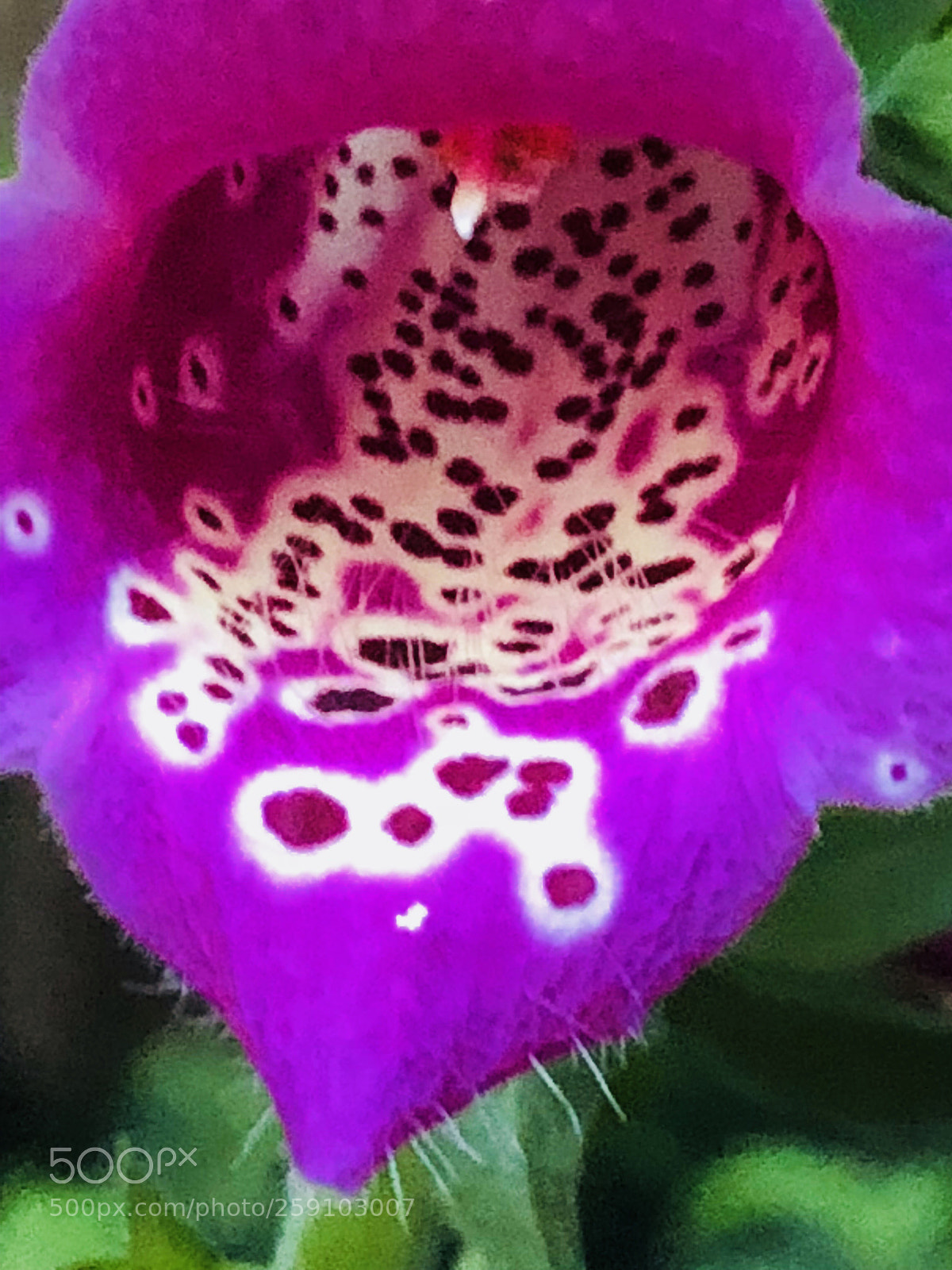 Apple iPhone 8 sample photo. Untitled photography