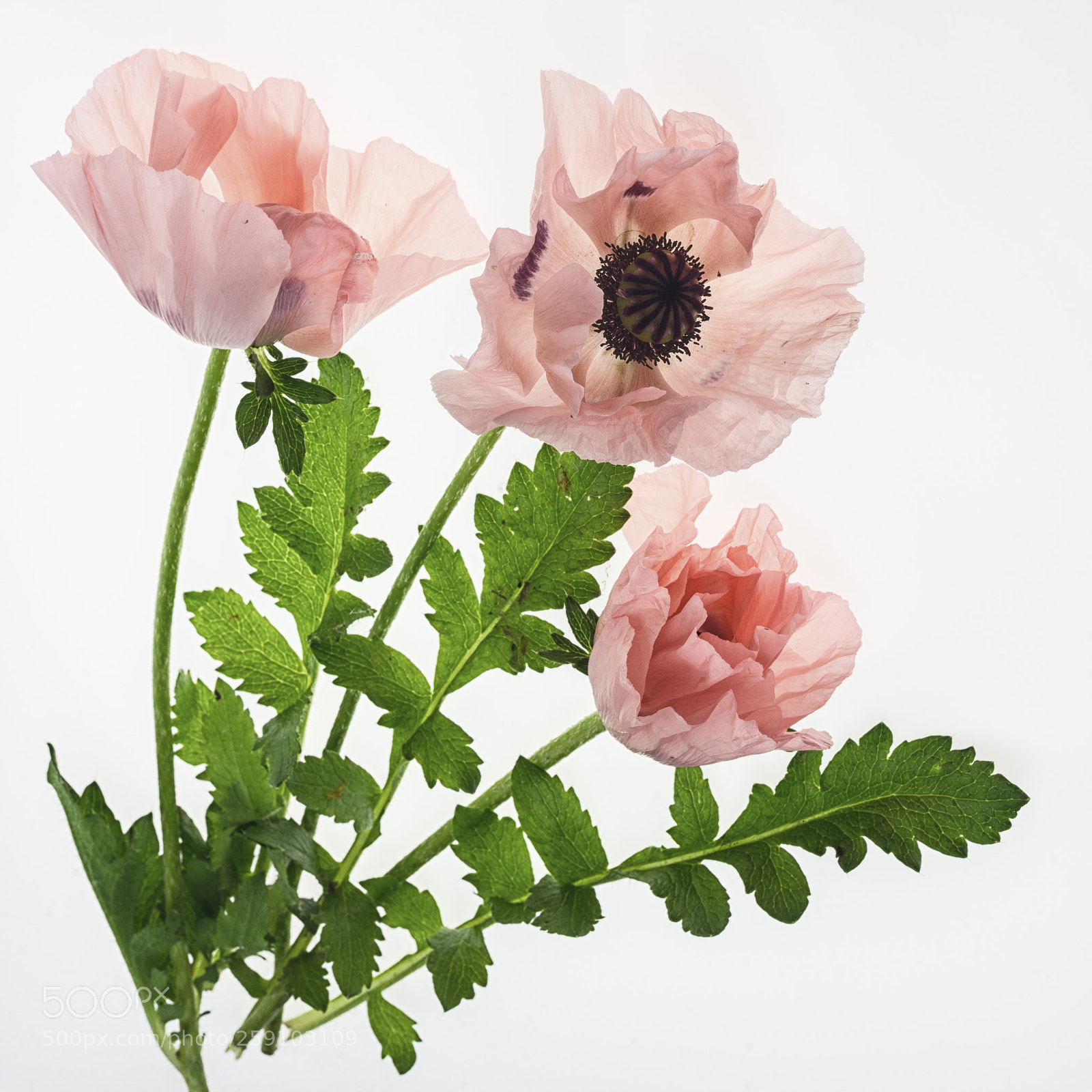 Nikon D600 sample photo. Pink poppies photography