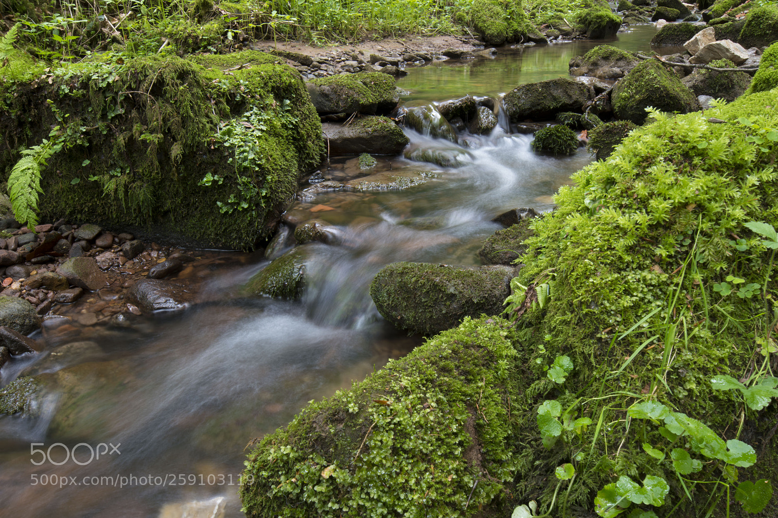 Nikon D5600 sample photo. Creek in the forest photography