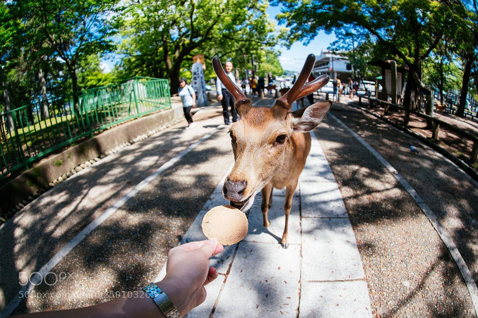 Canon EOS-1D X Mark II sample photo. 奈良 photography