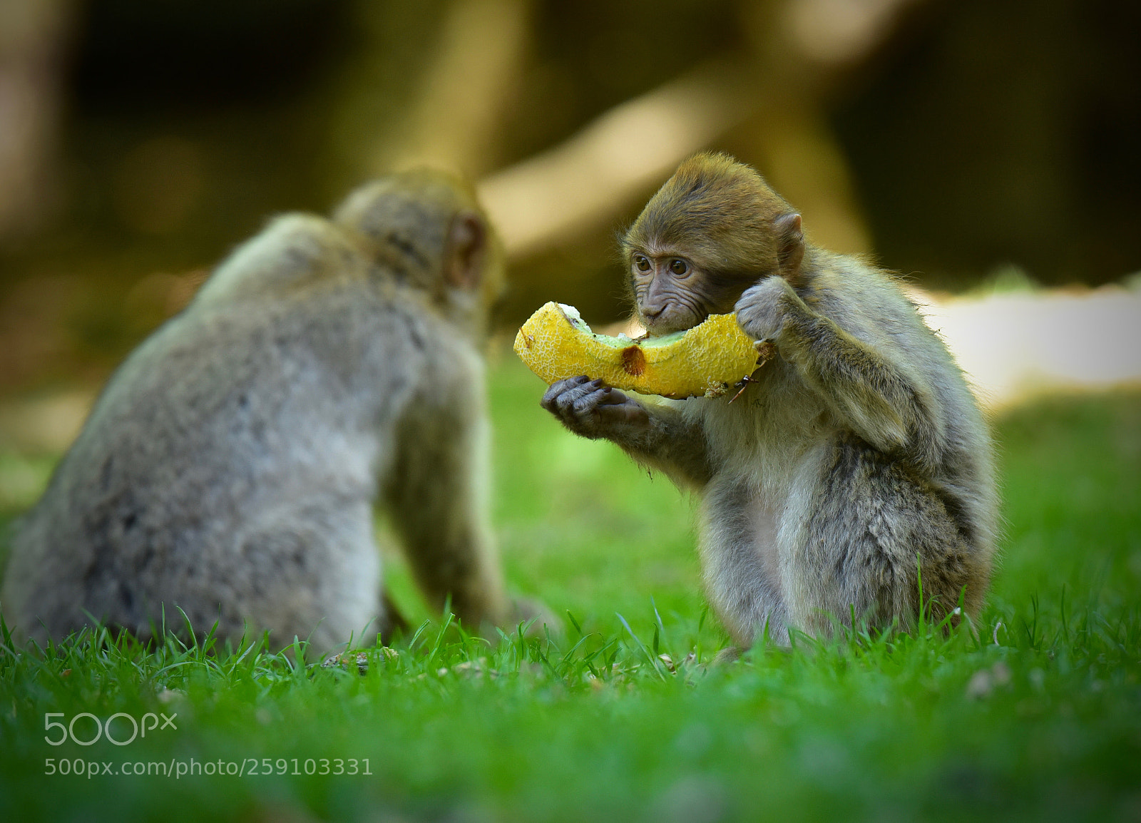 Nikon D750 sample photo. Monkeys having breakfast photography