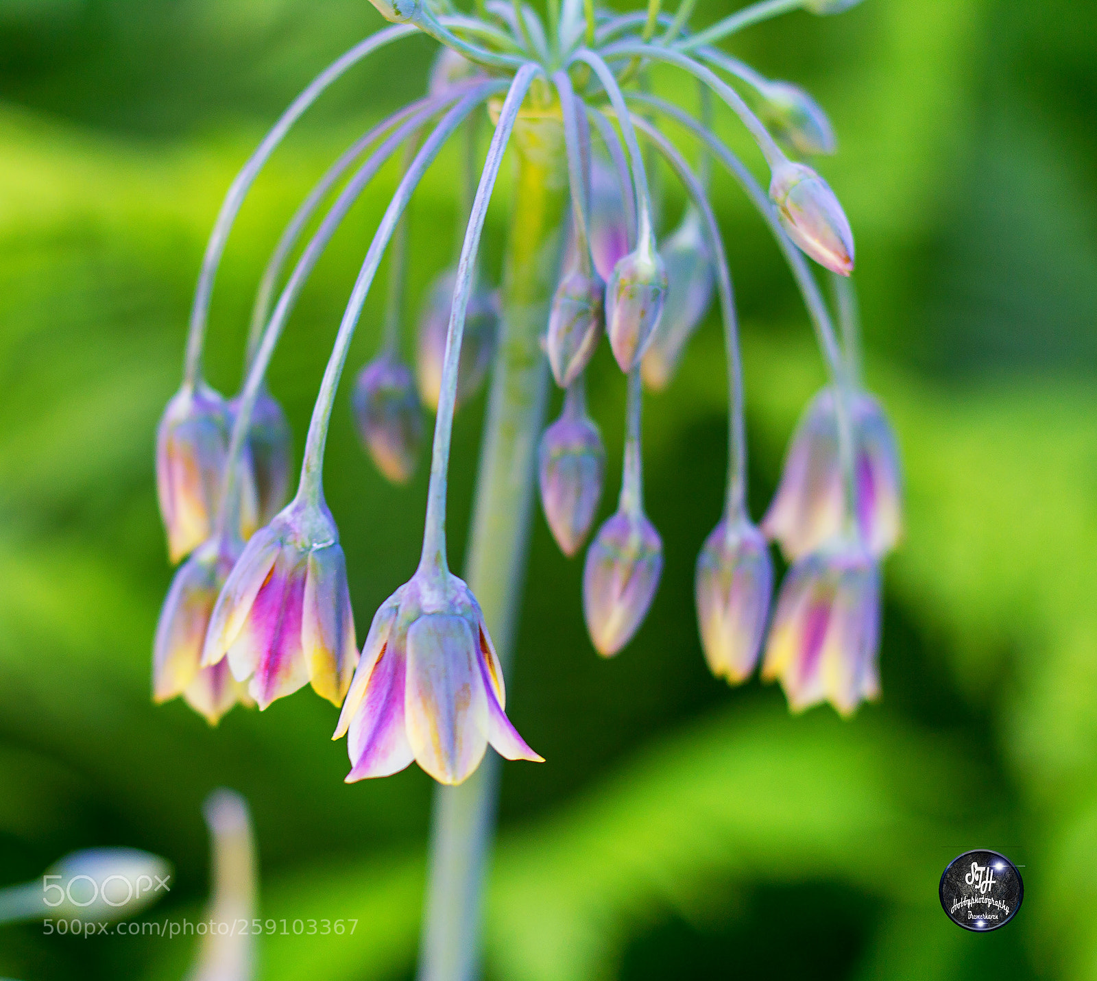 Canon EOS 60D sample photo. Sizilianischer honiglauch , allium siculum photography