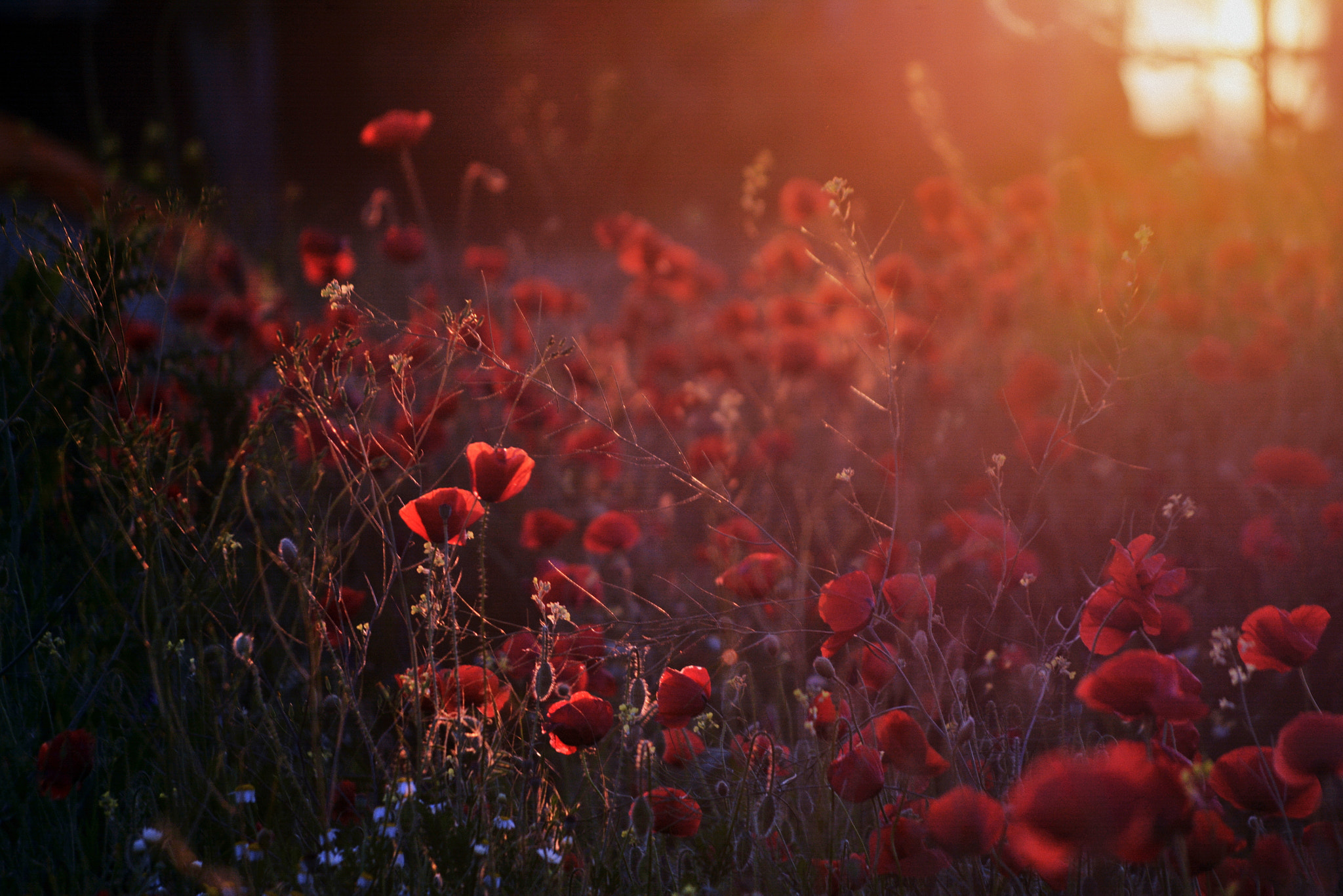 Nikon D7100 sample photo. Magic window photography