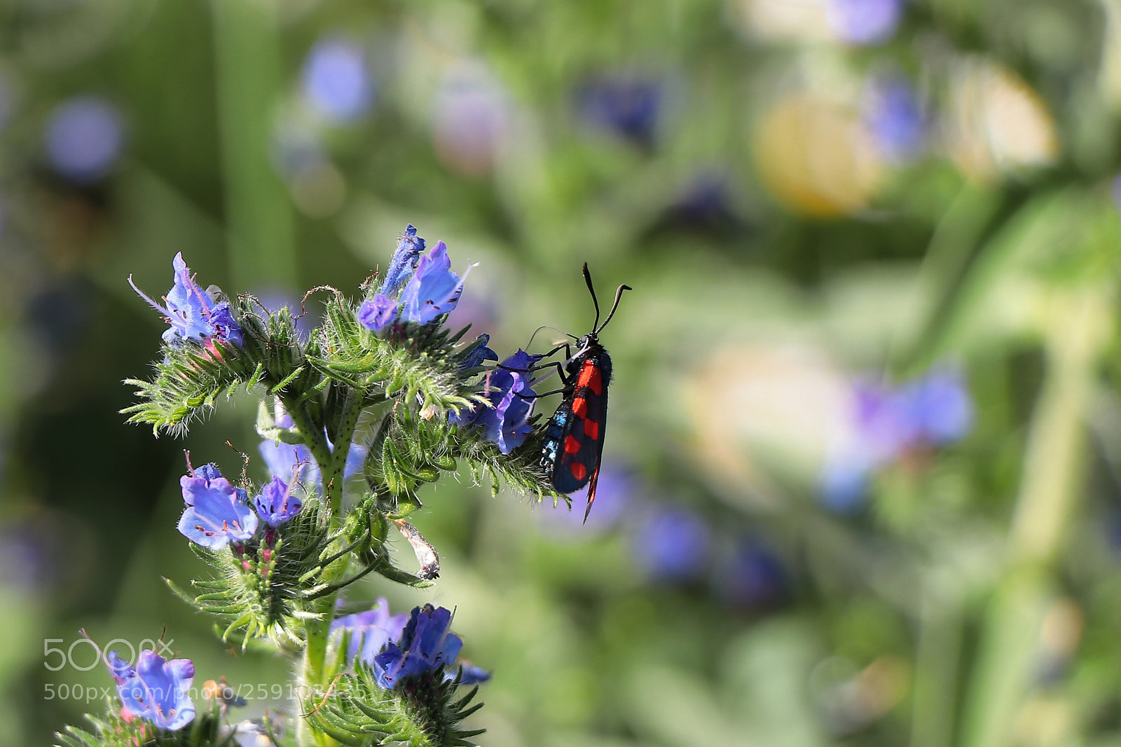 Canon EOS 80D sample photo. Observe nature photography