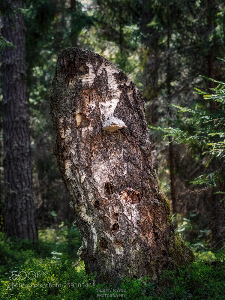 Olympus OM-D E-M5 sample photo. Stump photography