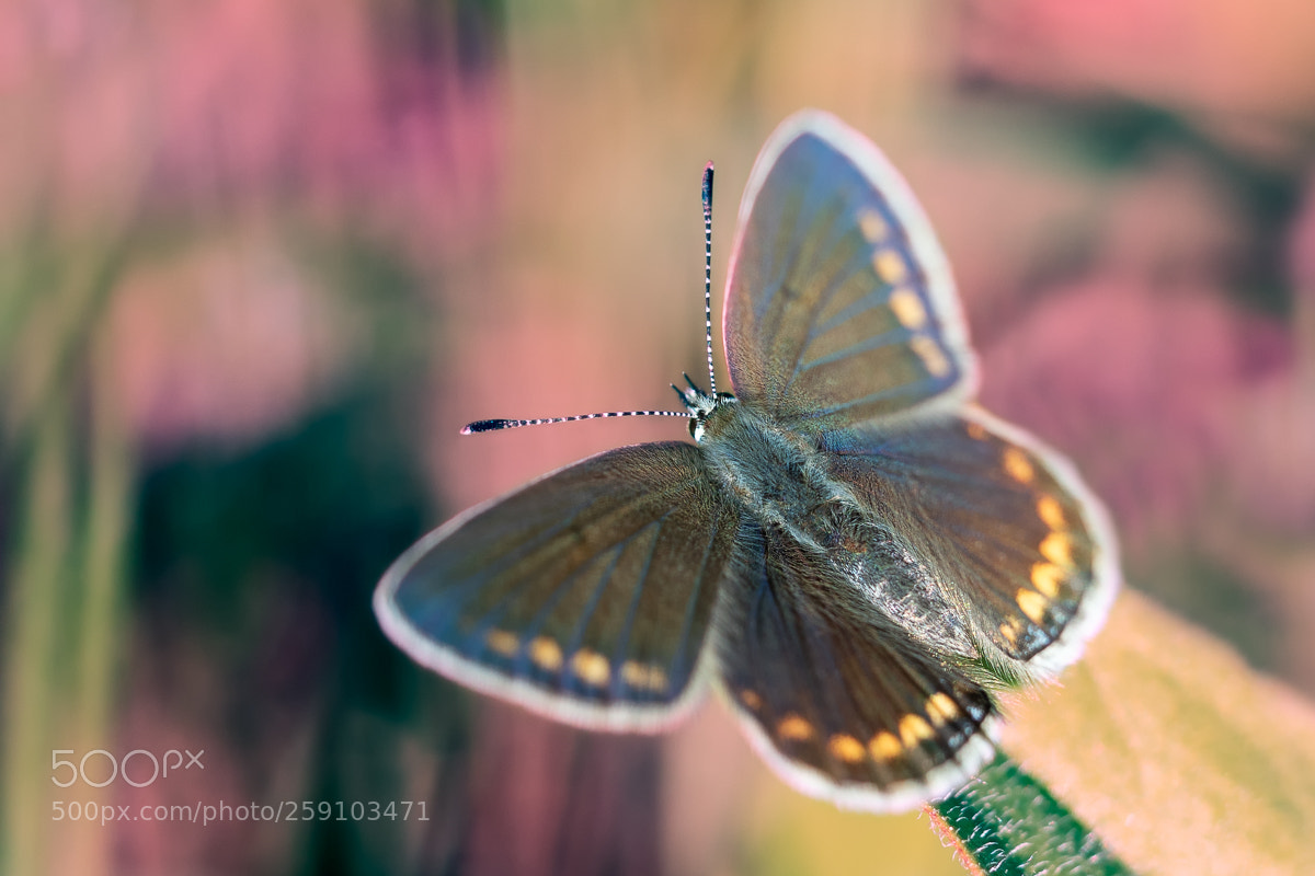 Olympus OM-D E-M5 II sample photo. Evening with butterfly photography