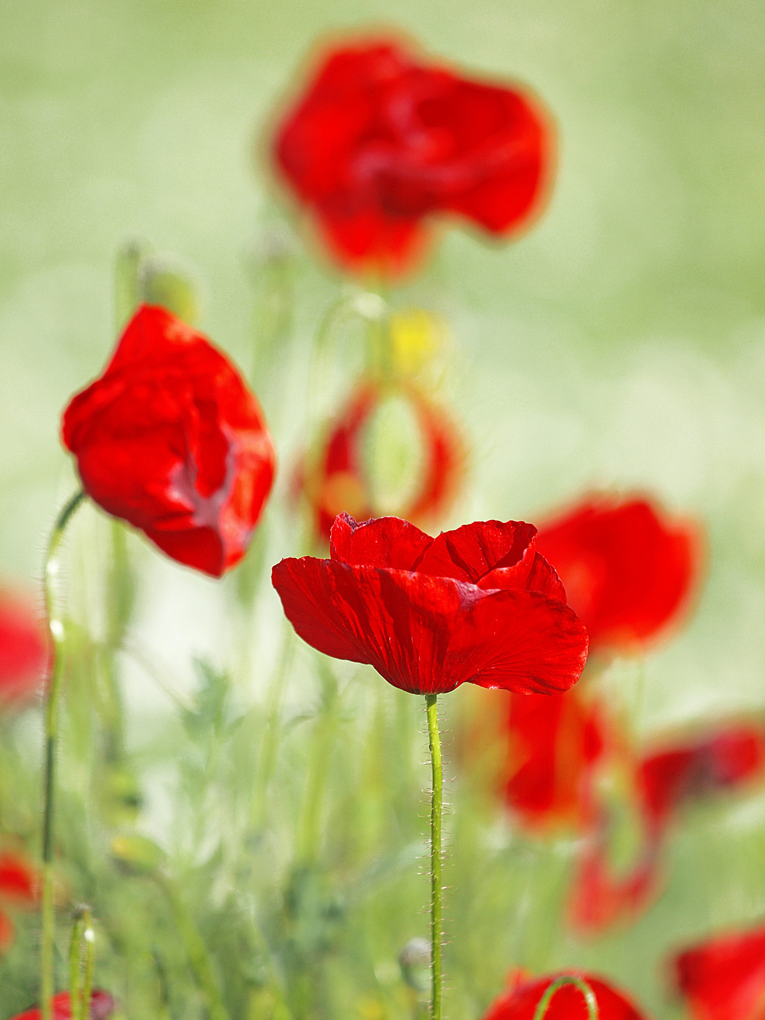 Olympus E-30 sample photo. Tiempo de amapolas photography