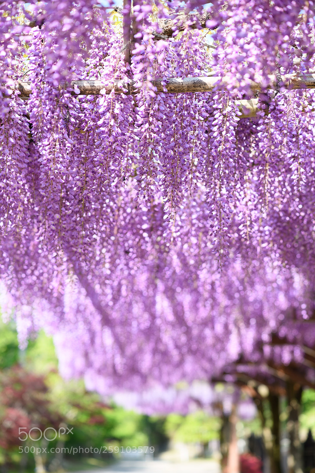 Nikon D850 sample photo. Purple wisteria photography