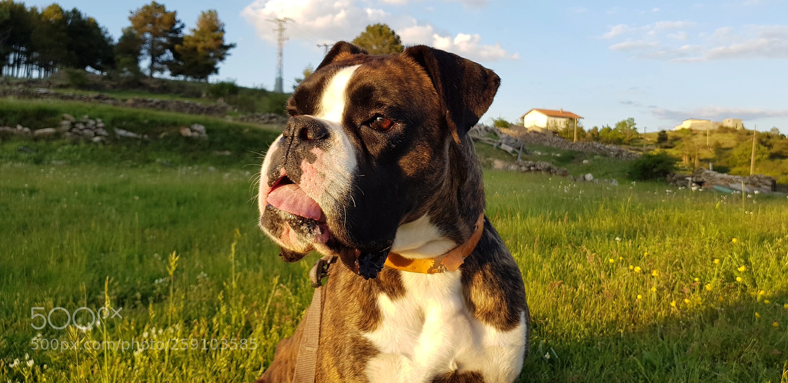 Samsung Galaxy S8 sample photo. La perrita mía photography