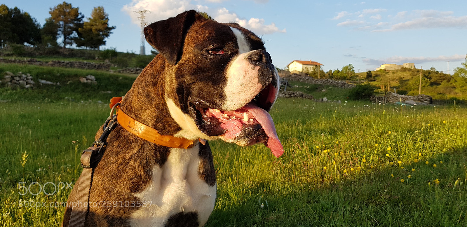 Samsung Galaxy S8 sample photo. La perrita mía photography
