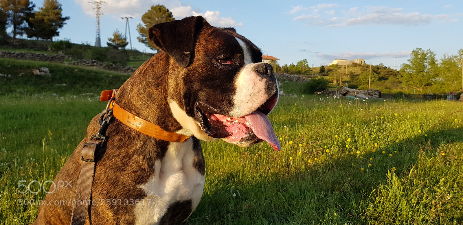 Samsung Galaxy S8 sample photo. La perrita mía photography