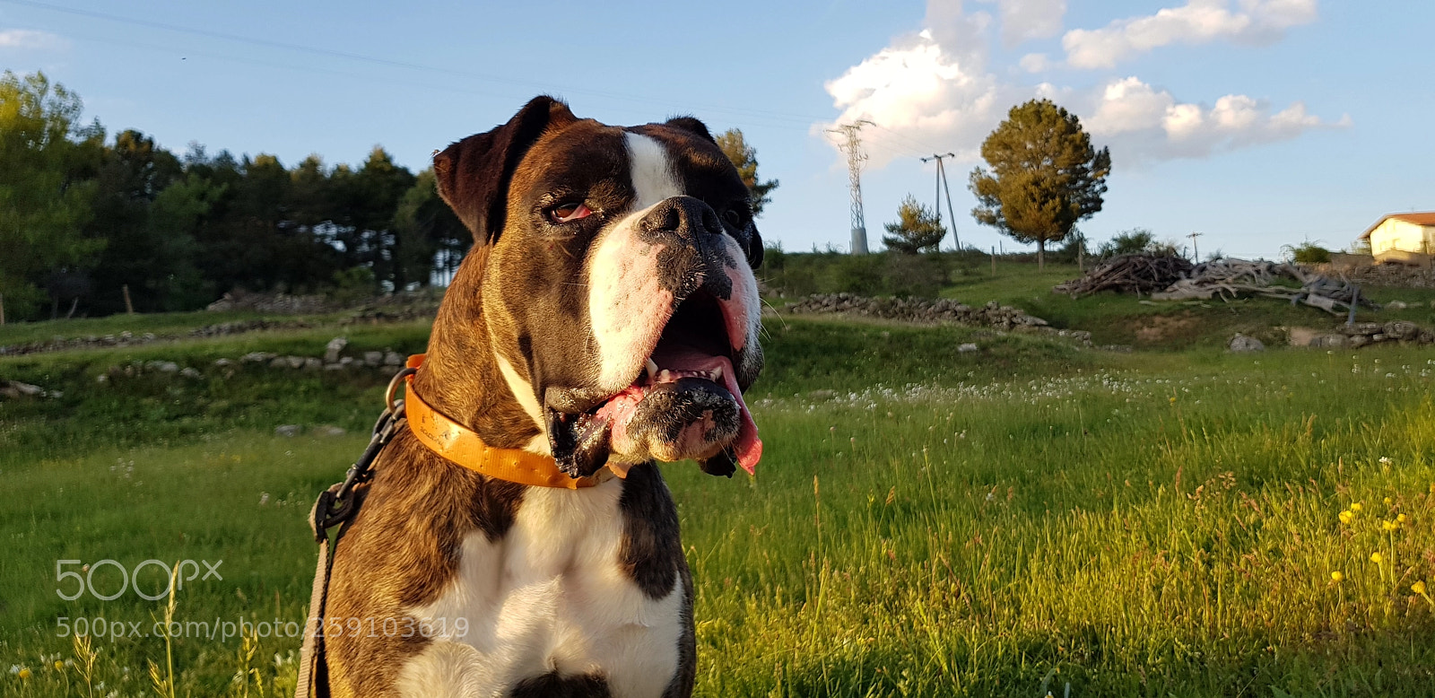 Samsung Galaxy S8 sample photo. La perrita mía photography