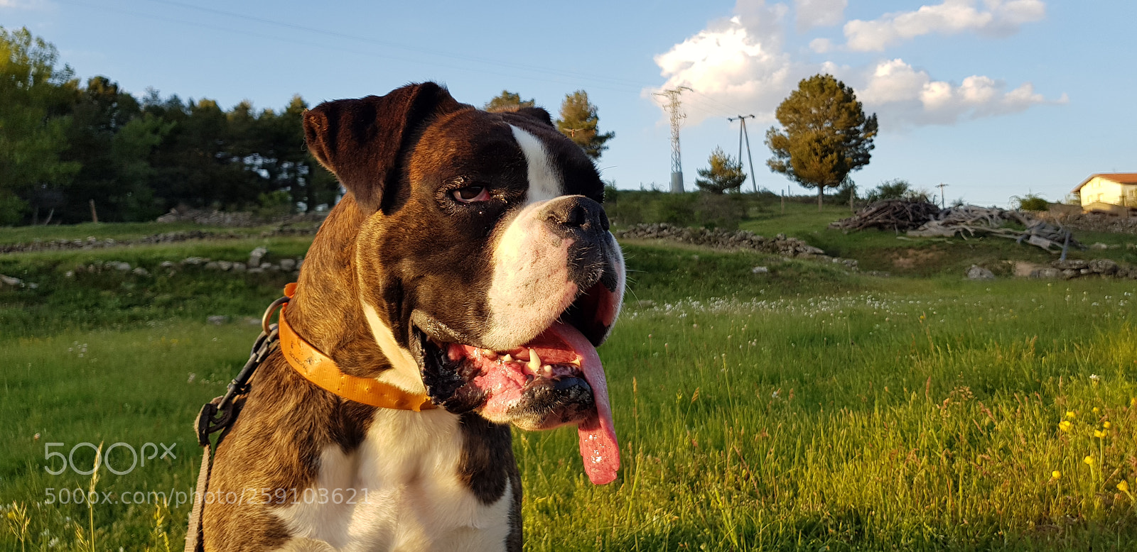 Samsung Galaxy S8 sample photo. La perrita mía photography