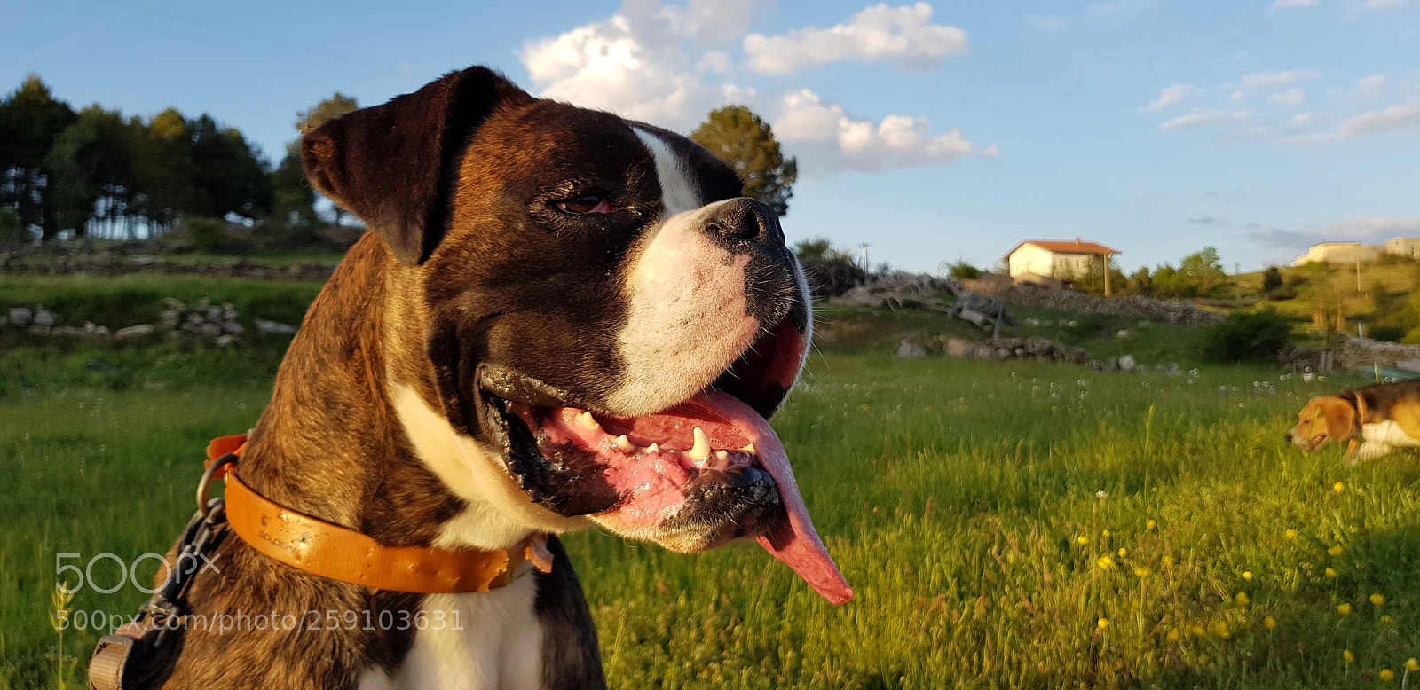 Samsung Galaxy S8 sample photo. La perrita mía photography