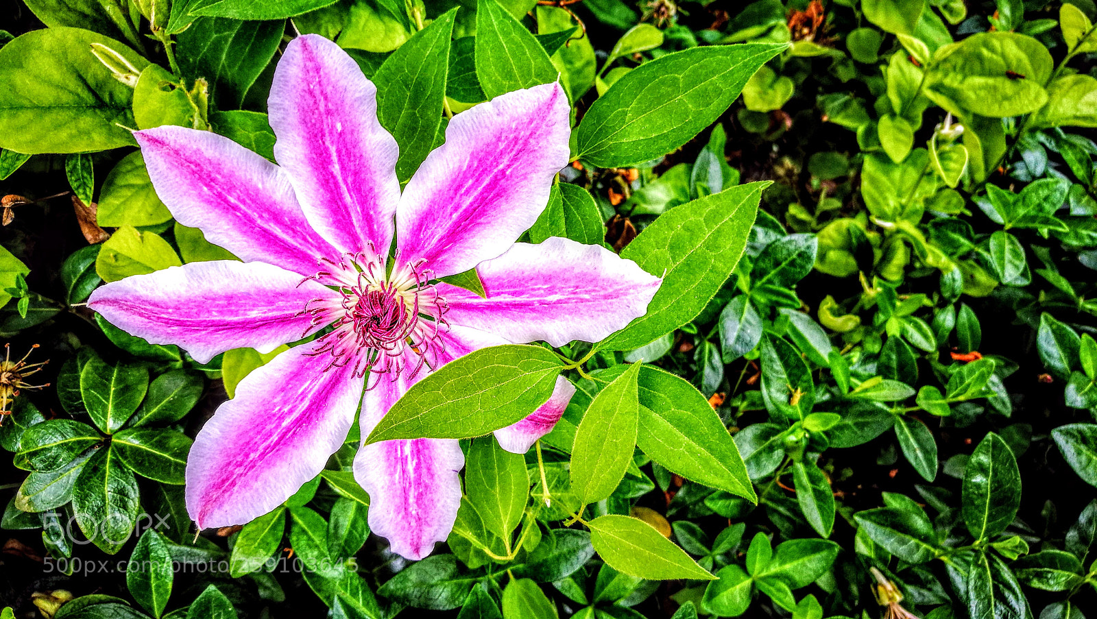 HUAWEI P9 sample photo. Untitled photography