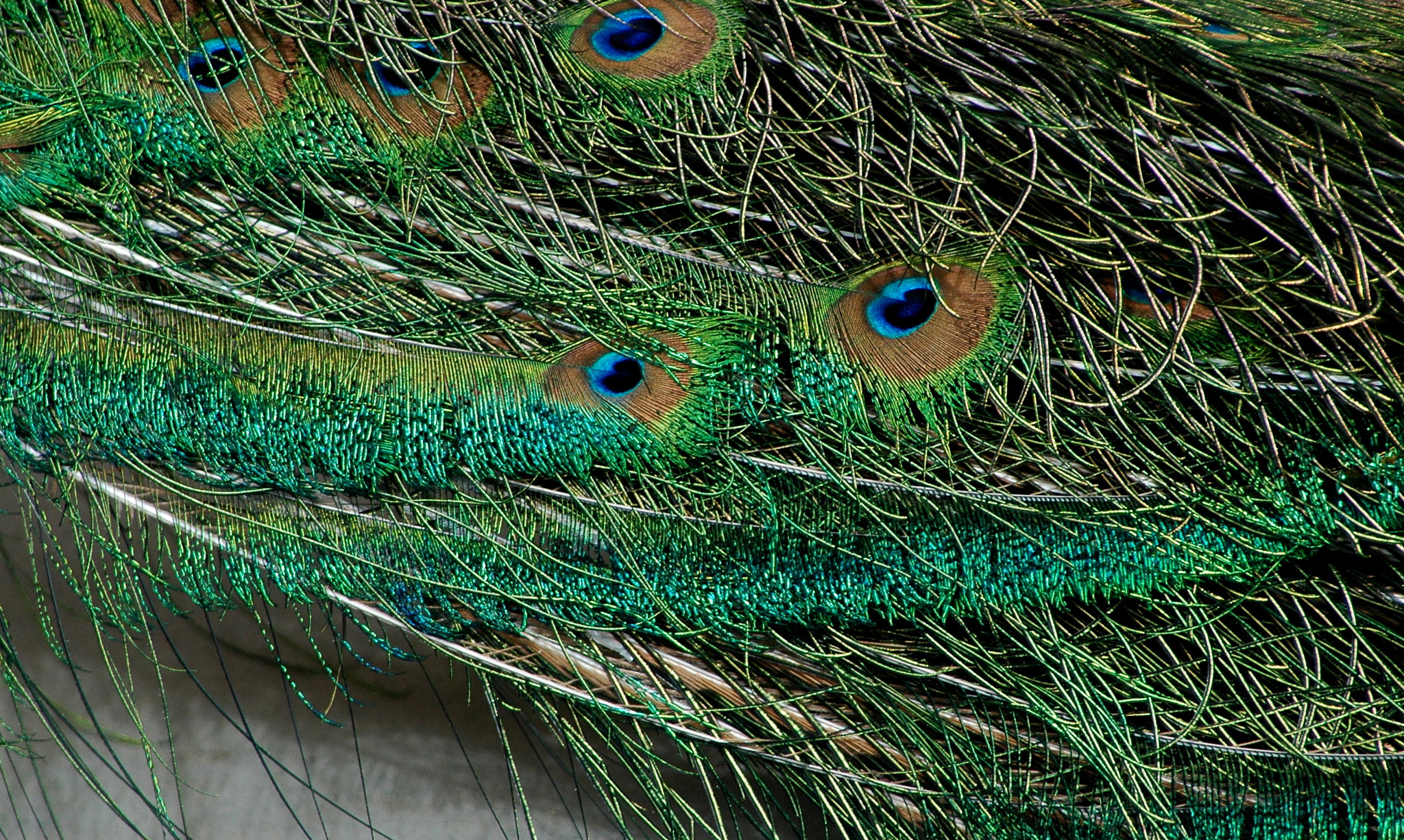 Nikon D70 sample photo. Peacock feathers. photography