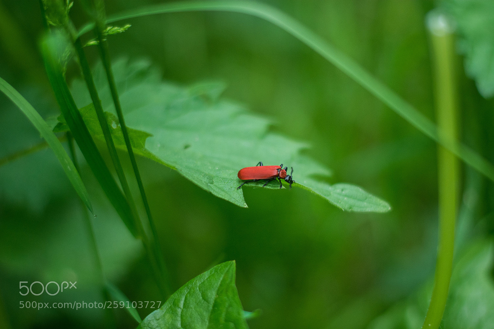 Nikon D7100 sample photo. Cardinal beetle photography