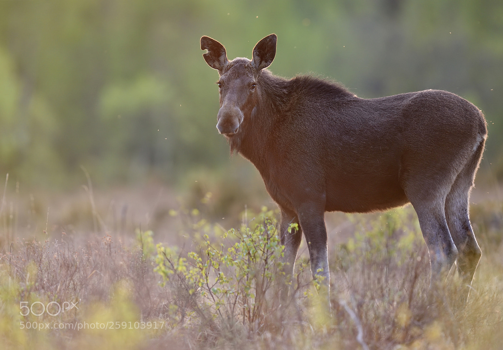 Nikon D4S sample photo. Moose at sunset in photography