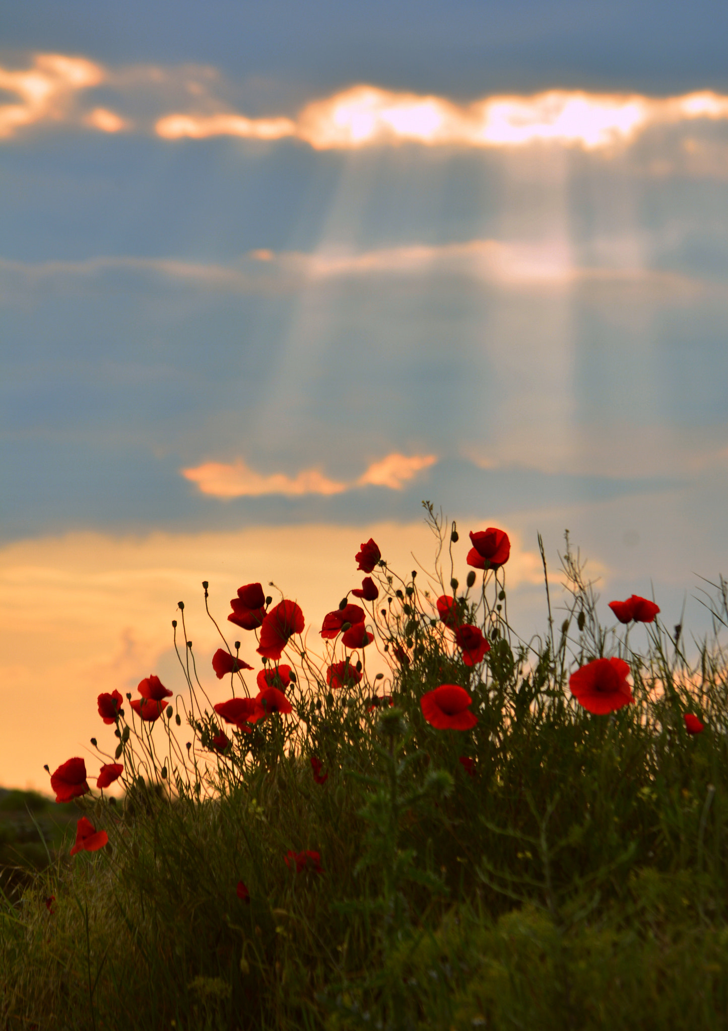 Nikon D7100 sample photo. Sun embrace photography