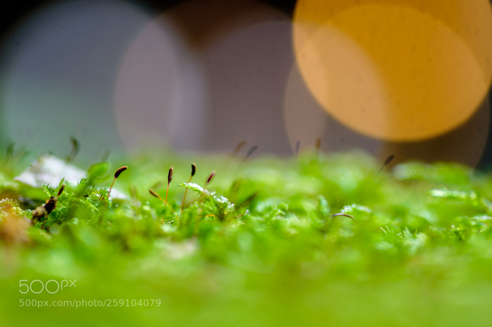 Nikon D7200 sample photo. Belleza en miniatura photography