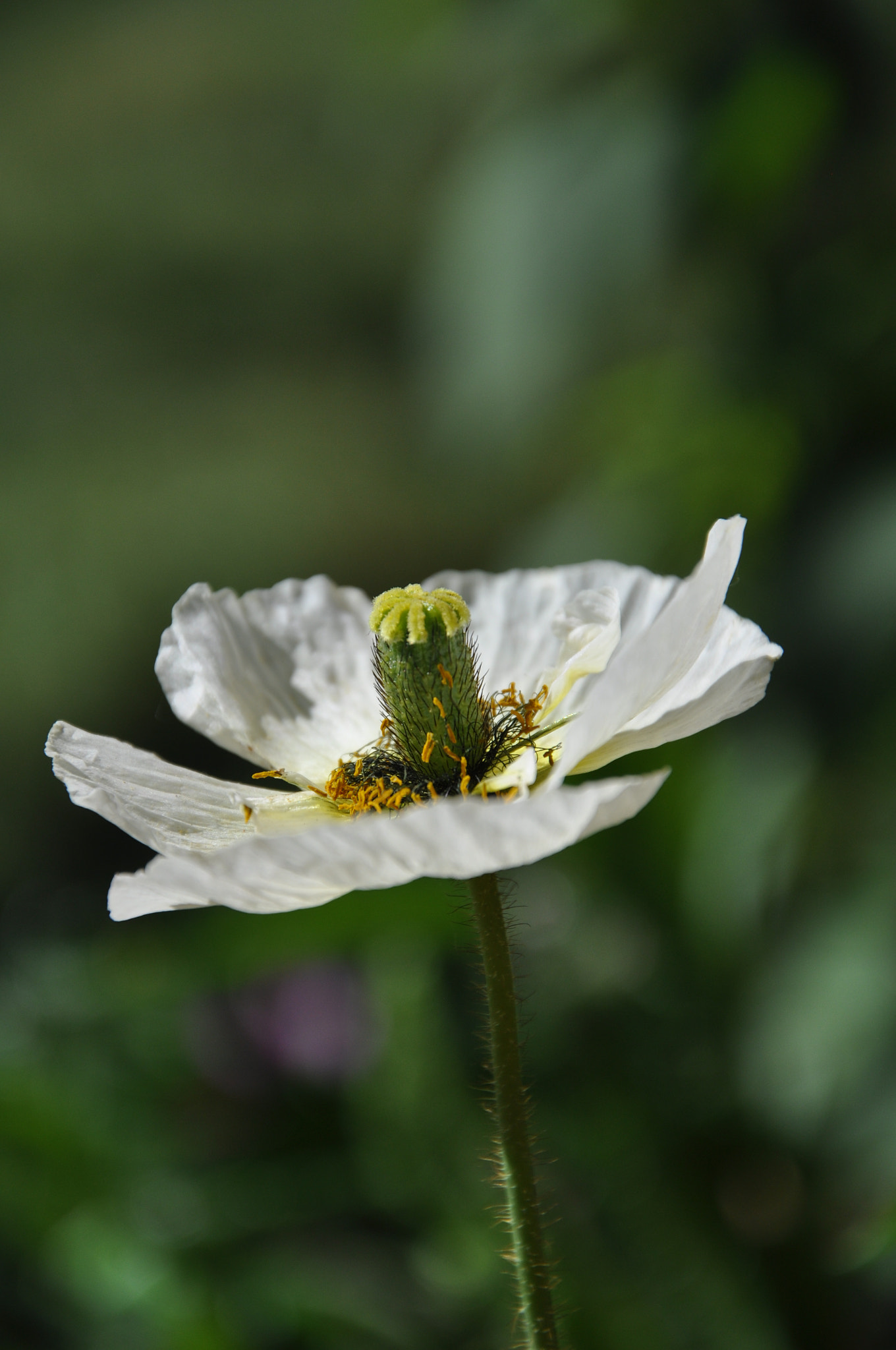Nikon D5000 sample photo. Blütenzeit photography