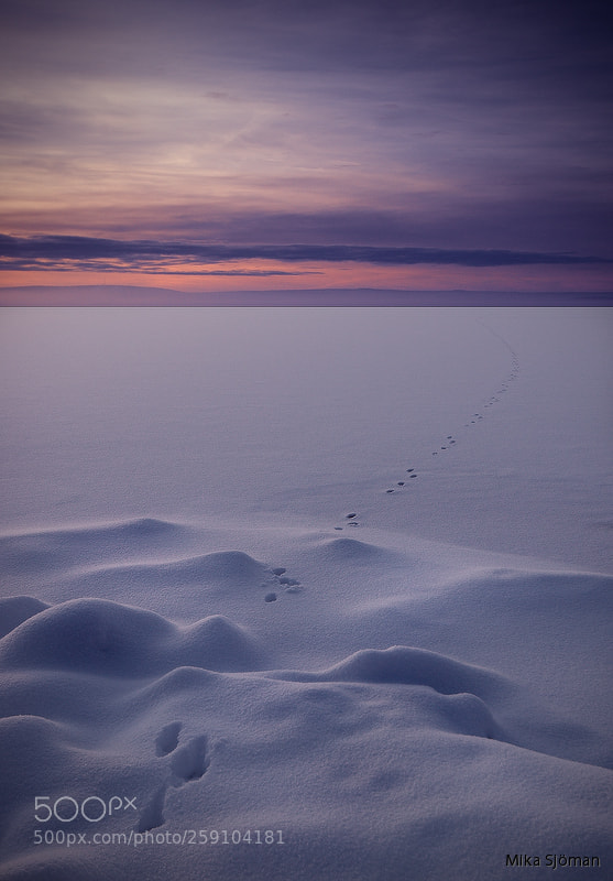 Nikon D40 sample photo. Tracks photography
