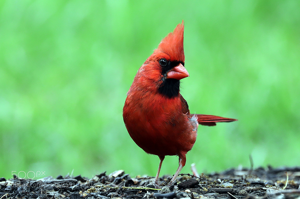Canon EOS 5D Mark IV sample photo. Mr northern cardinal photography