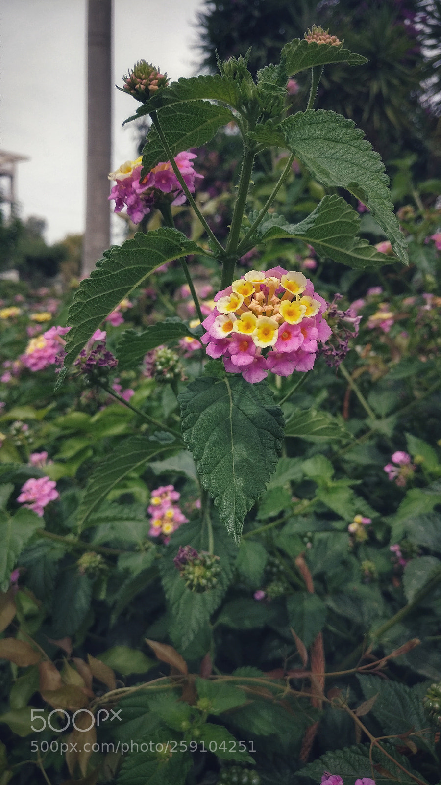 OnePlus A3003 sample photo. Pink yellow flower photography