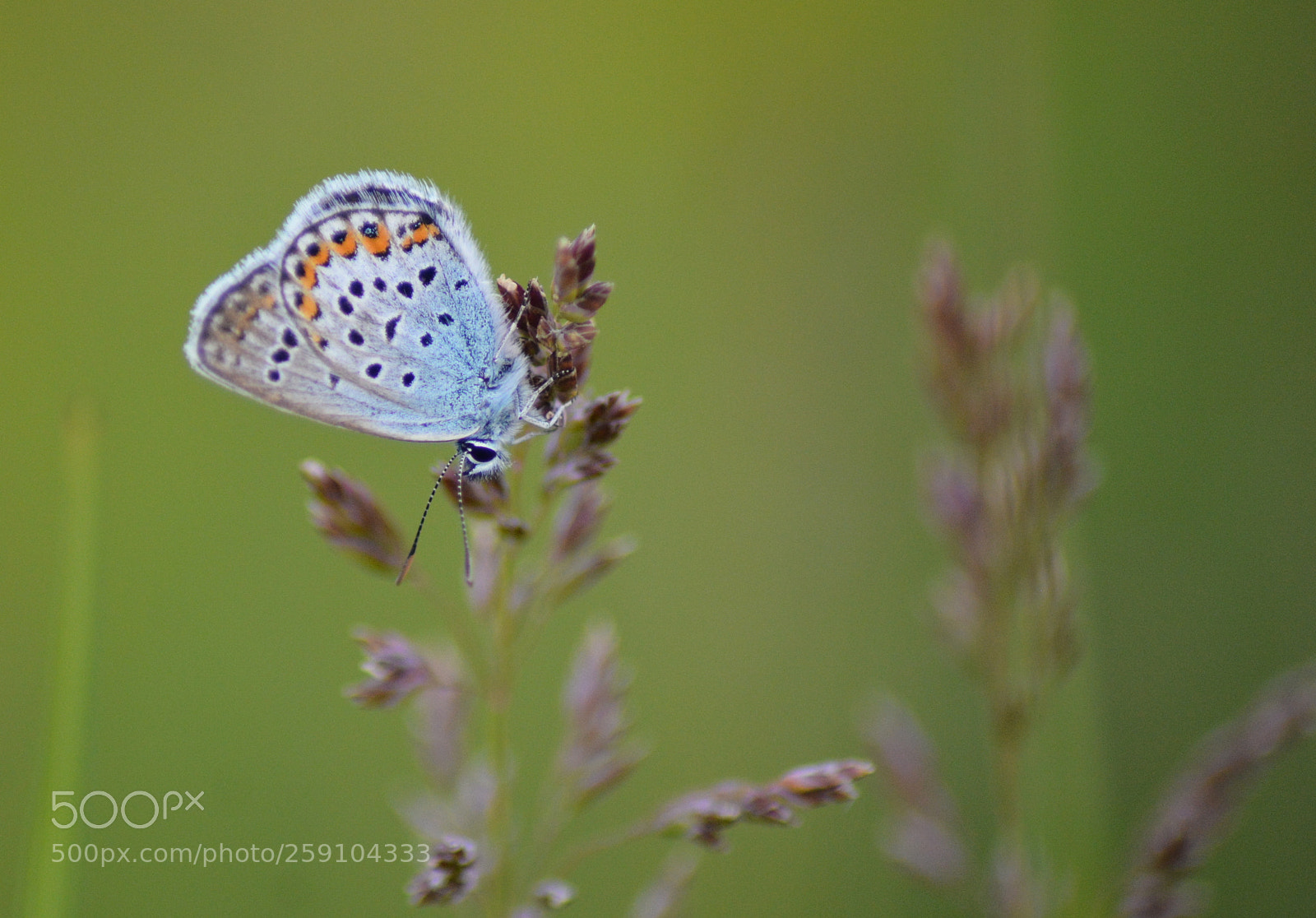 Nikon D7100 sample photo. Little blue photography