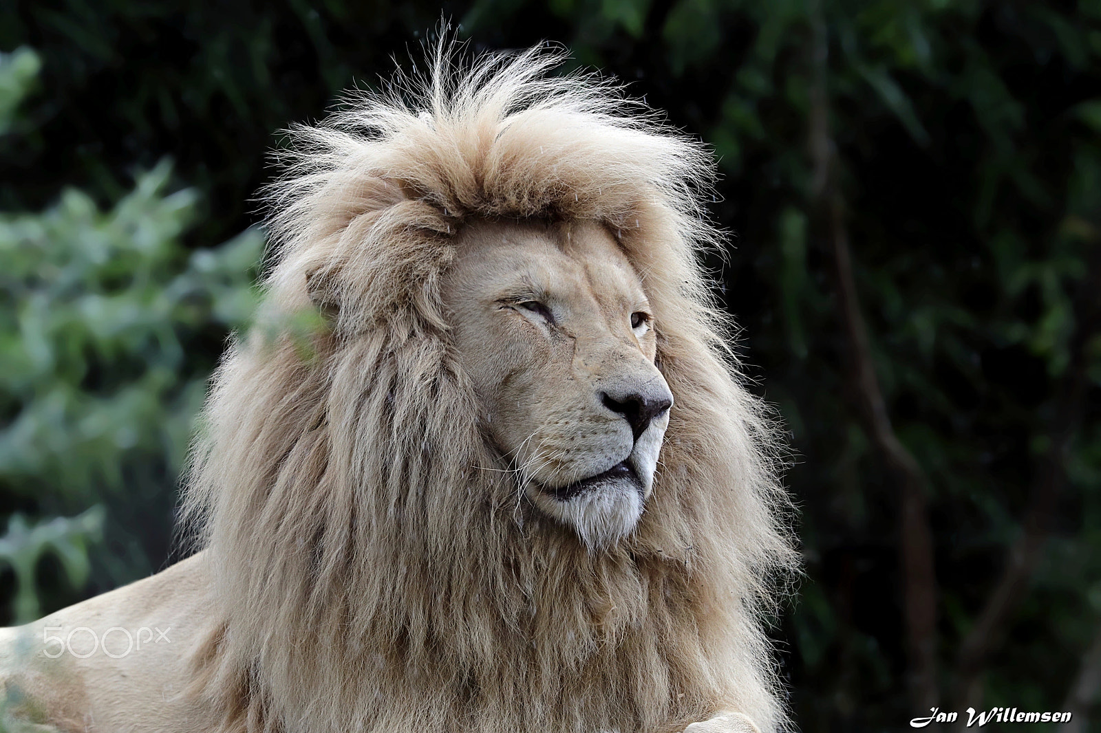 Canon EF 300mm F2.8L IS II USM sample photo. Afr. white lion photography