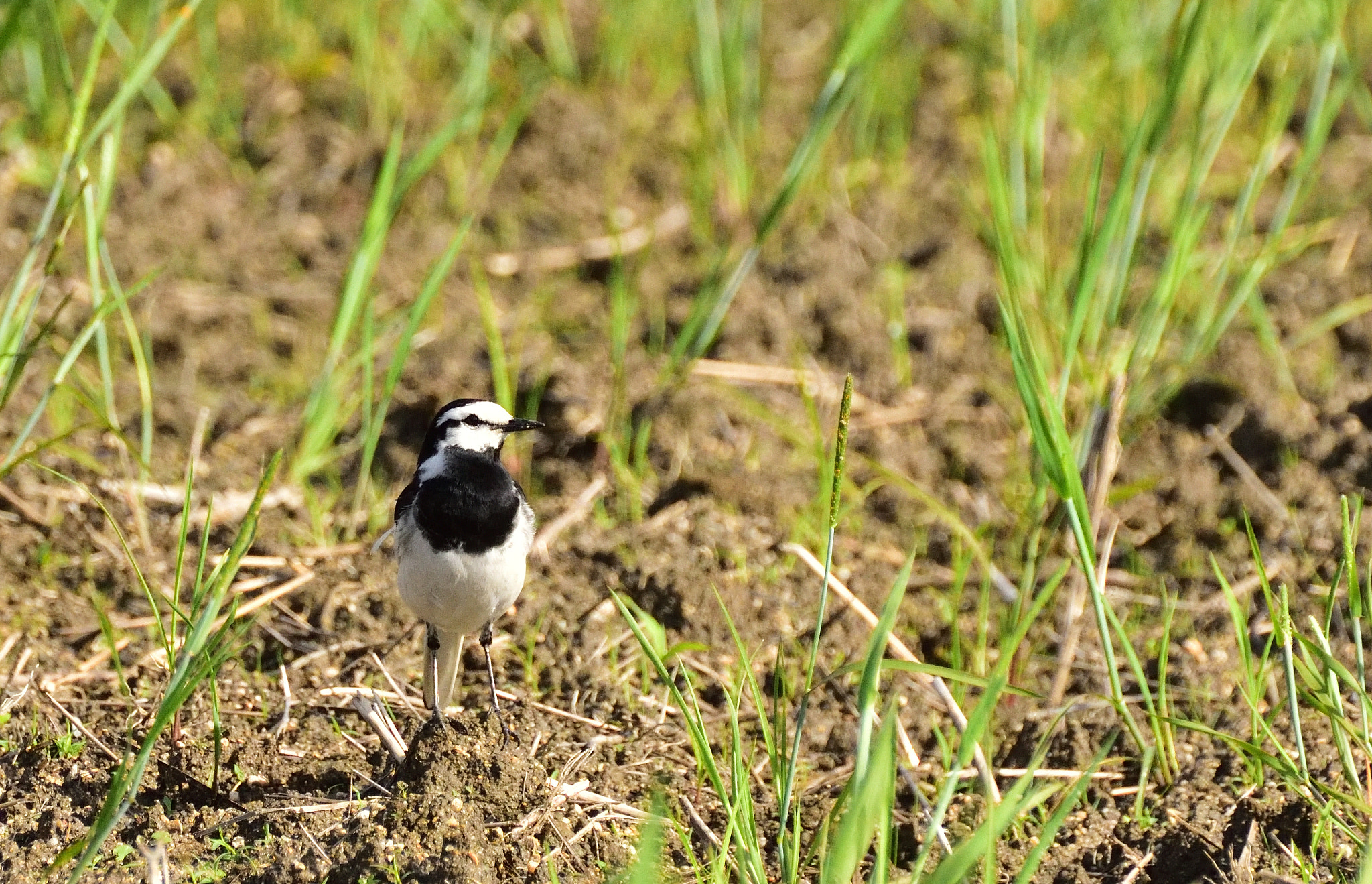 Nikon D750 sample photo. Birdy photography